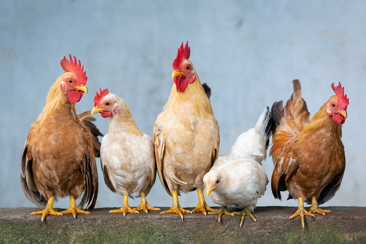 Agriculture : un site internet pour adopter des poules dans son jardin