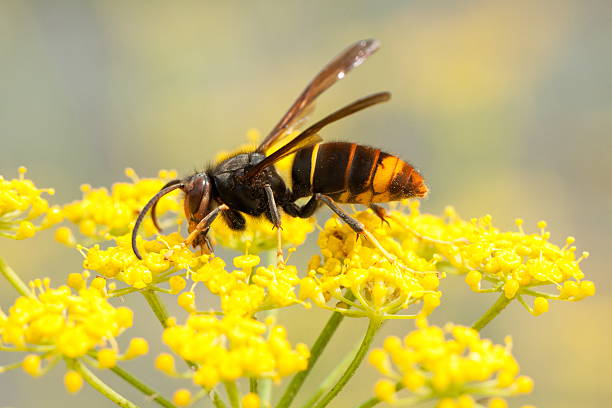 Le réveil du frelon asiatique: les apiculteurs du Chablais valaisan en alerte