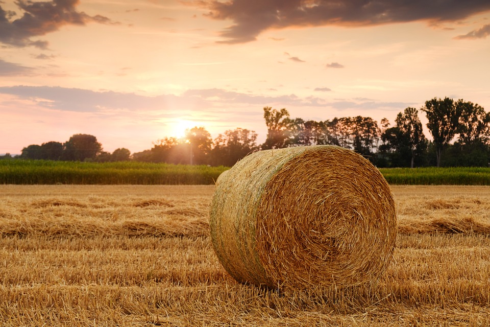 Agriculture : Vaud va diminuer les contrôles administratifs de 30%