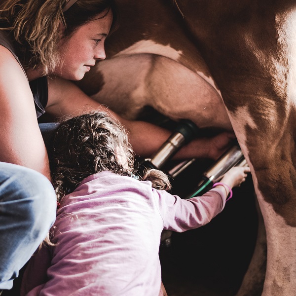 Champéry : une journée en immersion à la ferme pour tout savoir de "la voie lactée", du pis à la bouche