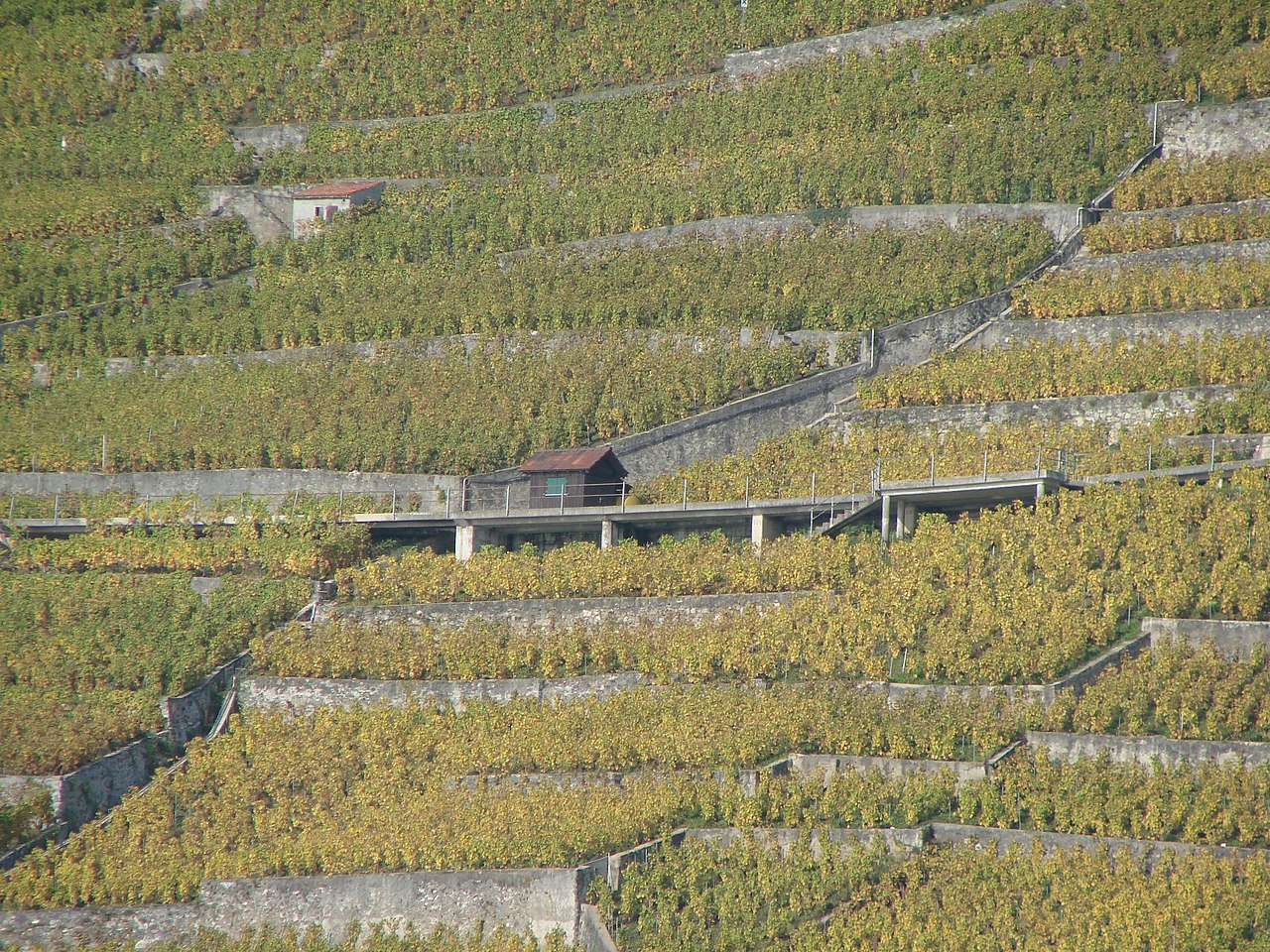 Vaud: vers un changement de loi pour l'exploitation des capites de vignes ?