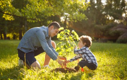 Collombey-Muraz: pas d'arbre planté pour chaque nouveau-né de la commune