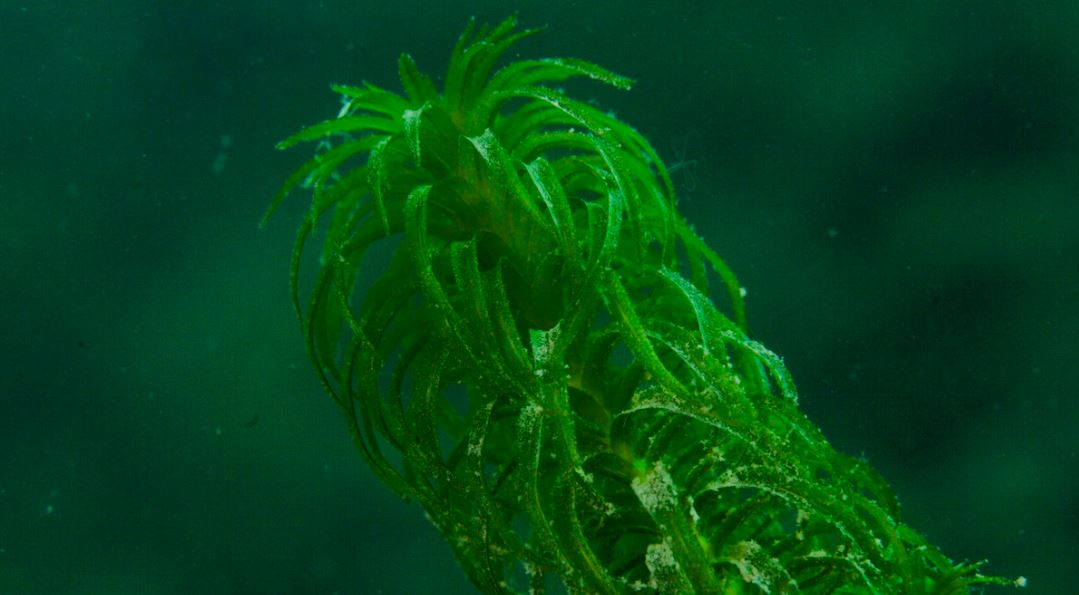 Lutte contre le lagarosiphon major: l'ASL recense et sensibilise sur le Léman