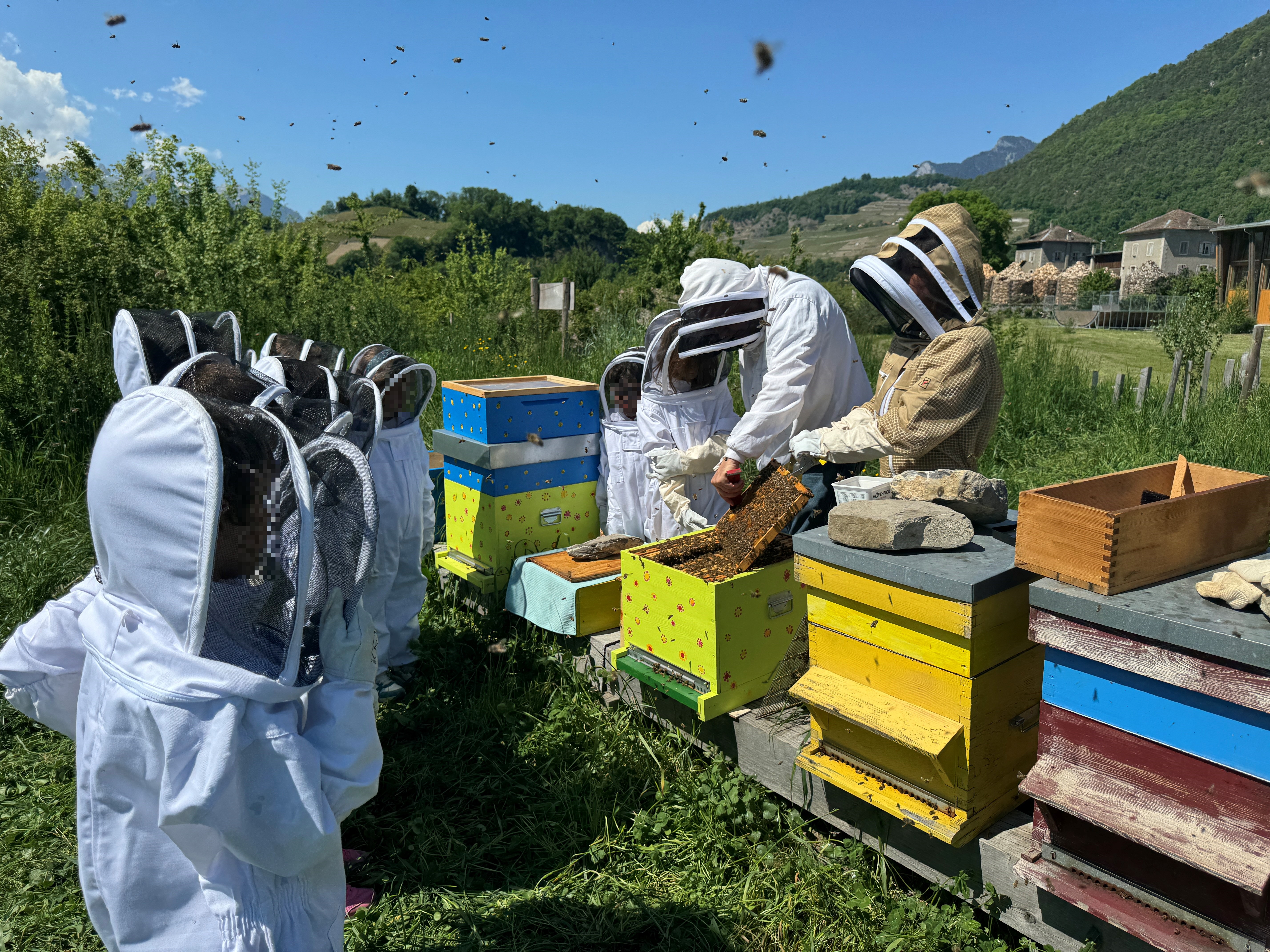 Ecole à la ruche : les élèves d'Ollon prennent soin des abeilles et de l'environnement