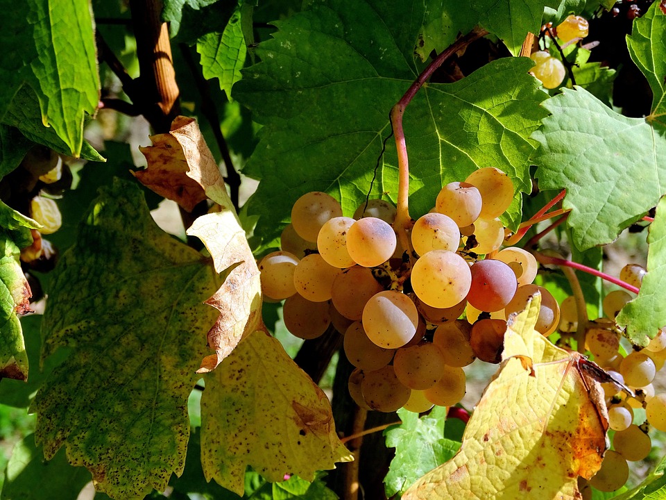 Les vignerons sous tension à l'approche des vendanges