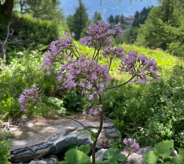 Le salon de la Santé par les plantes c'est dimanche à Morgins
