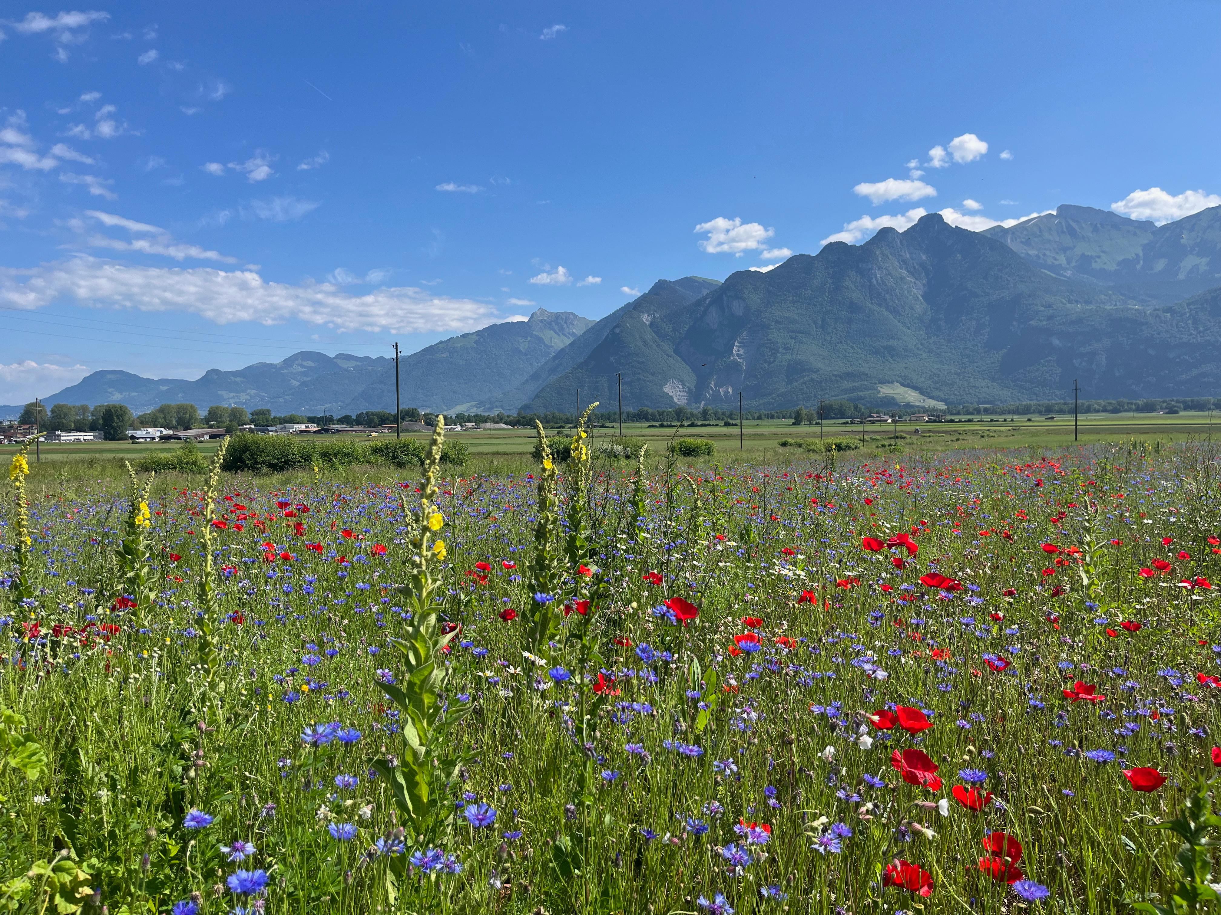 Aigle: une conférence pour présenter différents projets agricoles pour les oiseaux de la Plaine du Rhône