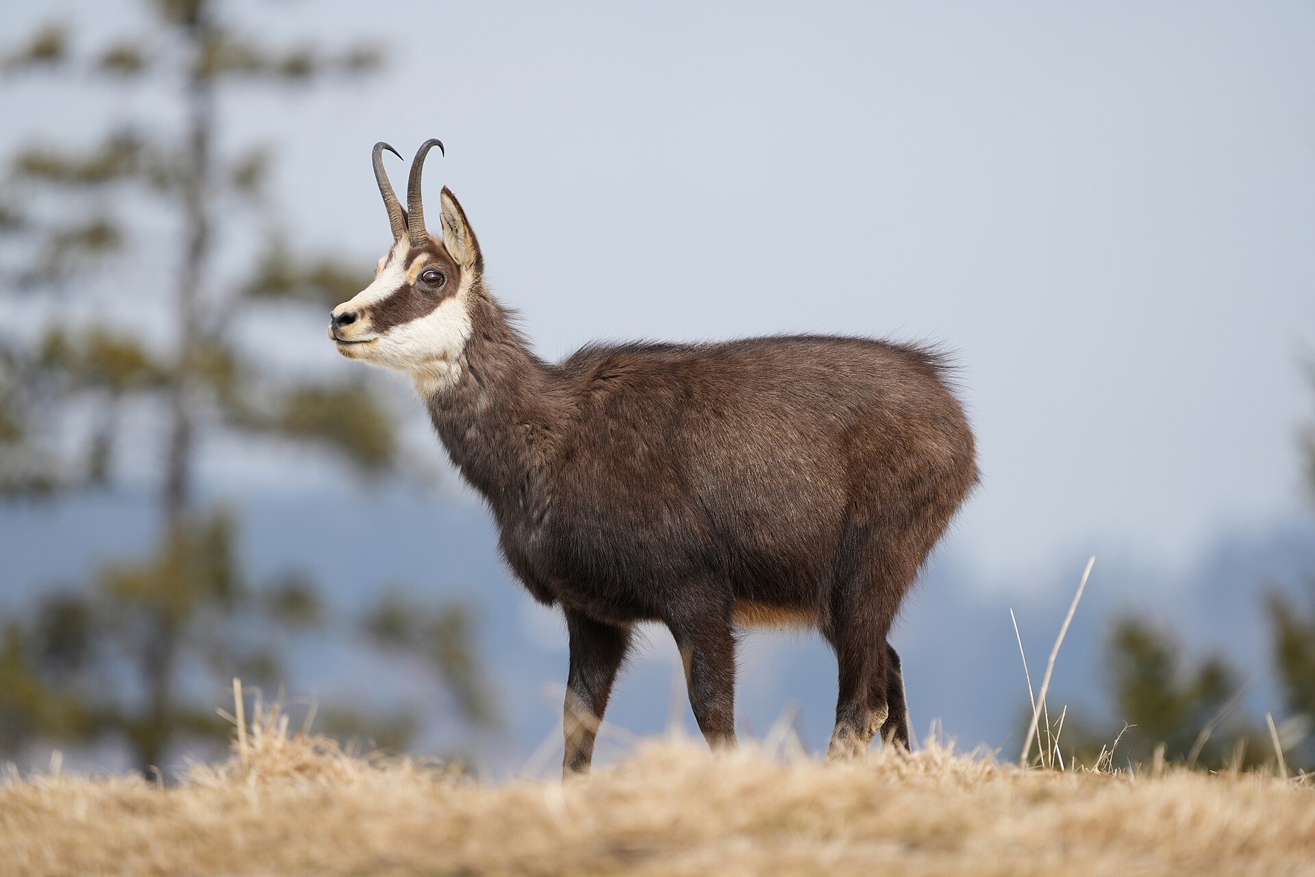 Moins de chamois abattus lors de la chasse haute en Valais