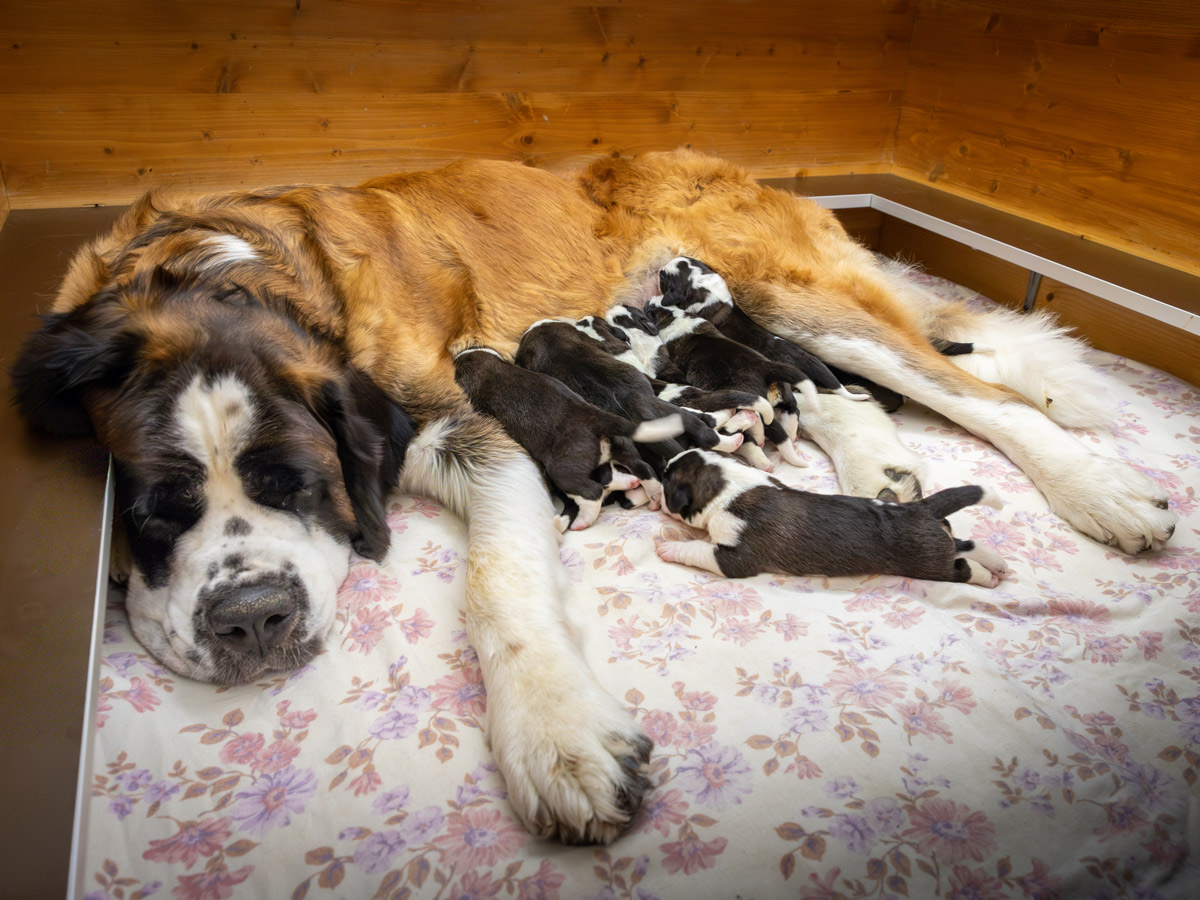 Martigny : Onze chiots Saint-Bernard sont nés à la Fondation Barry