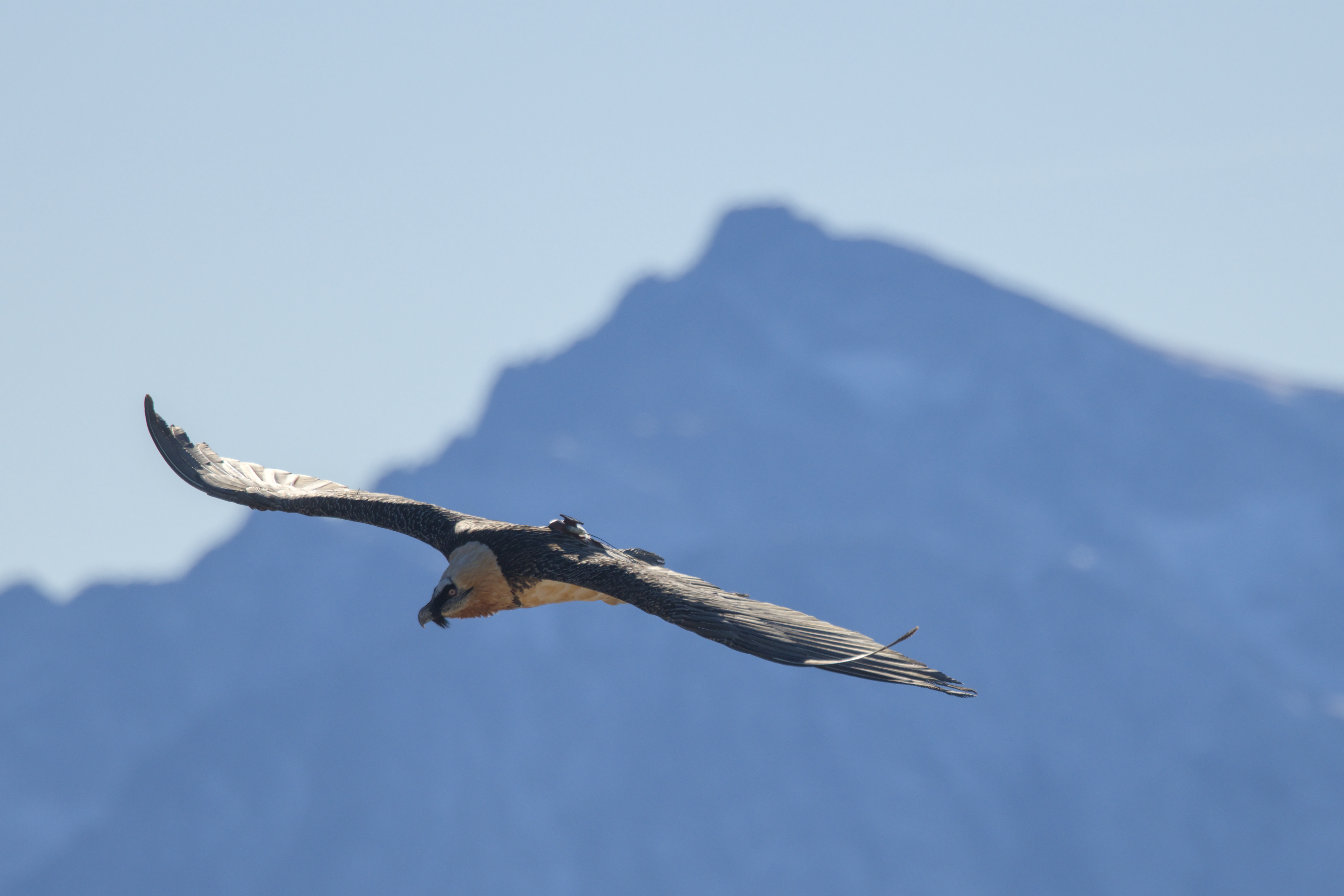 Autrefois disparu, le nombre de Gypaètes barbus continue de croître en Valais