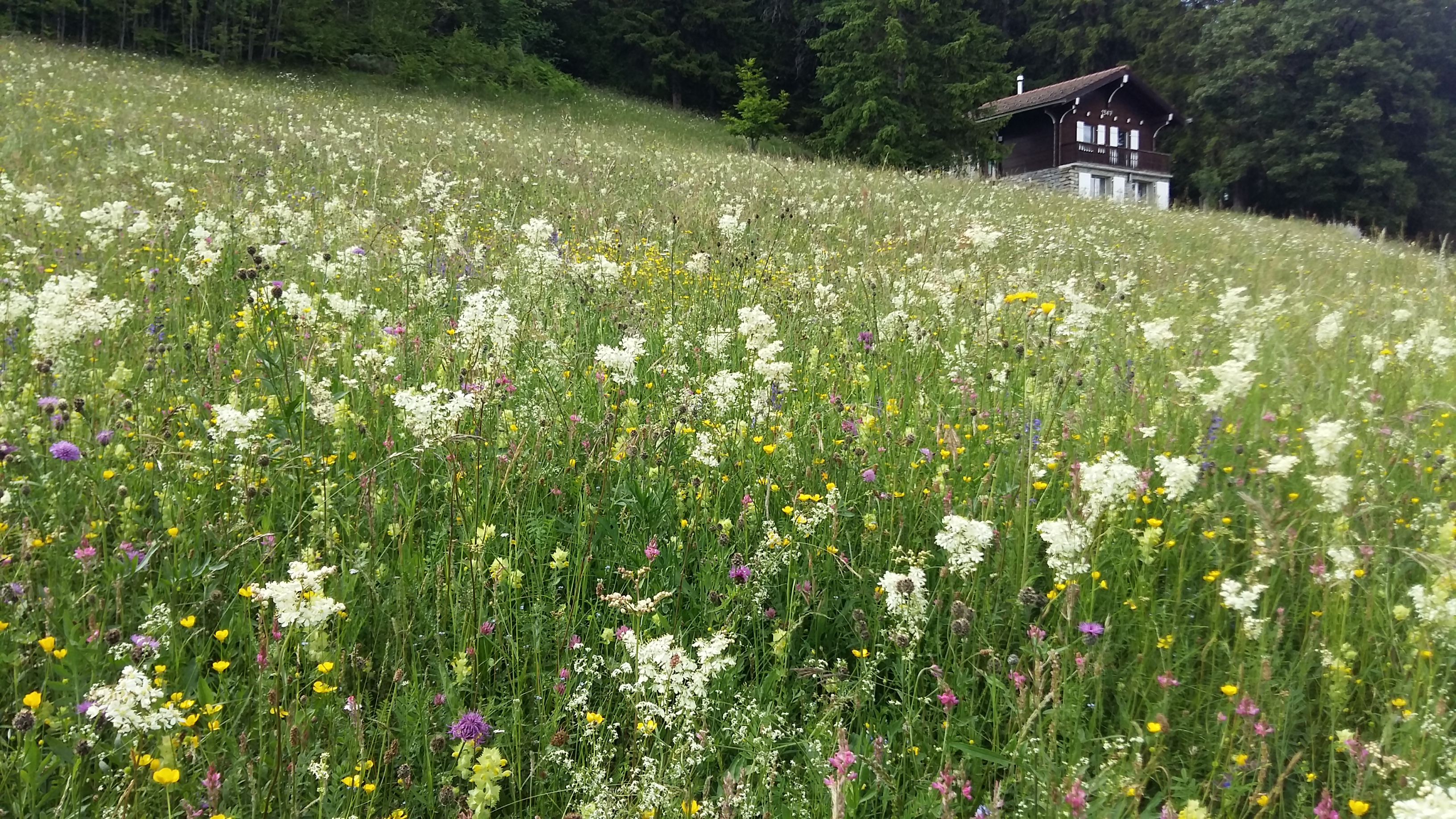 Public et privé peuvent favoriser la biodiversité grâce aux prairies fleuries 