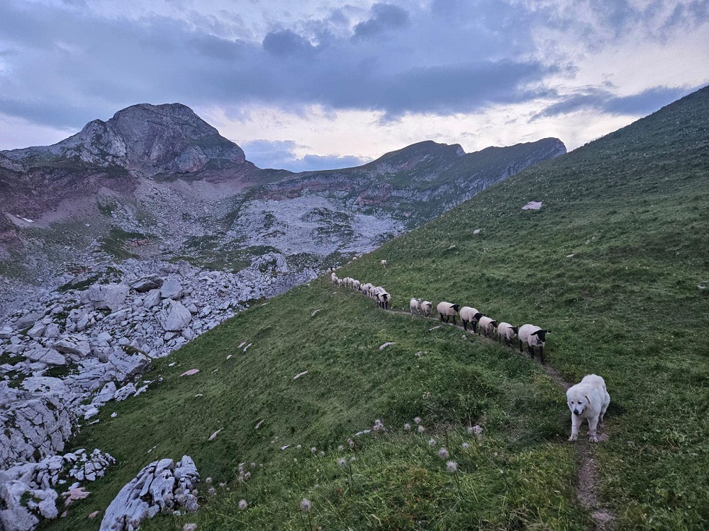 Nouveaux tests fédéraux pour les chiens de troupeaux : la formule ne séduit pas les éleveurs