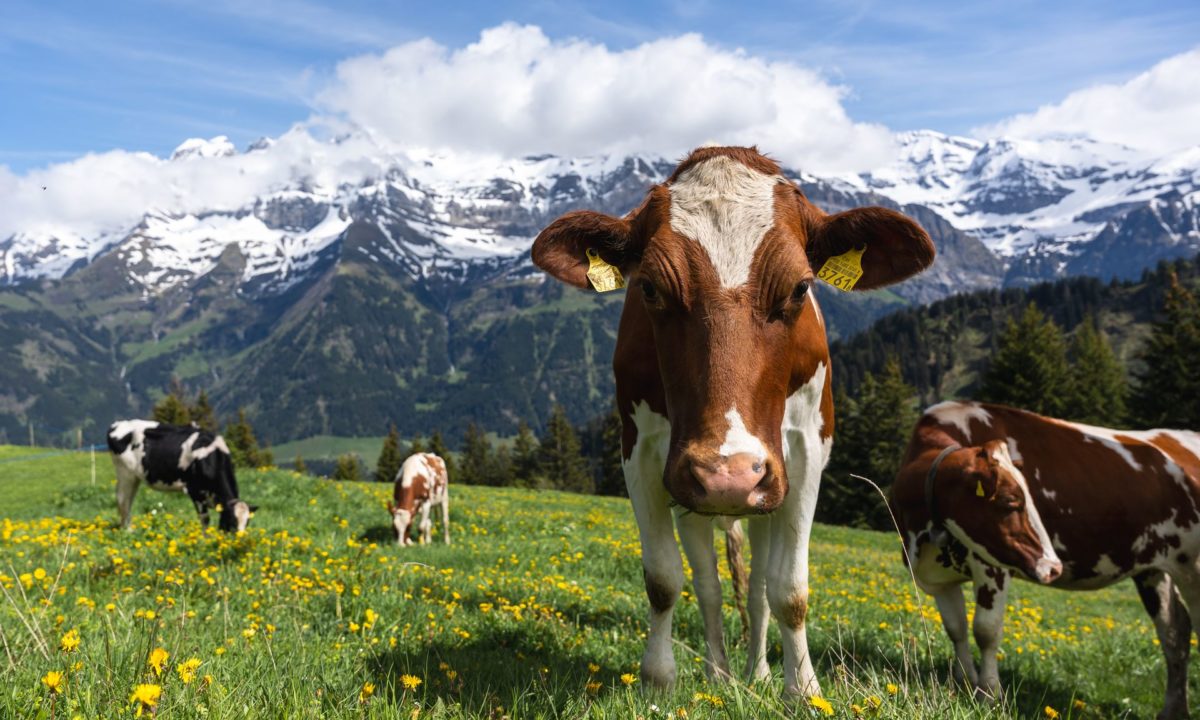 https://radiochablais.ch/images/2026/04/03/vaches.jpg