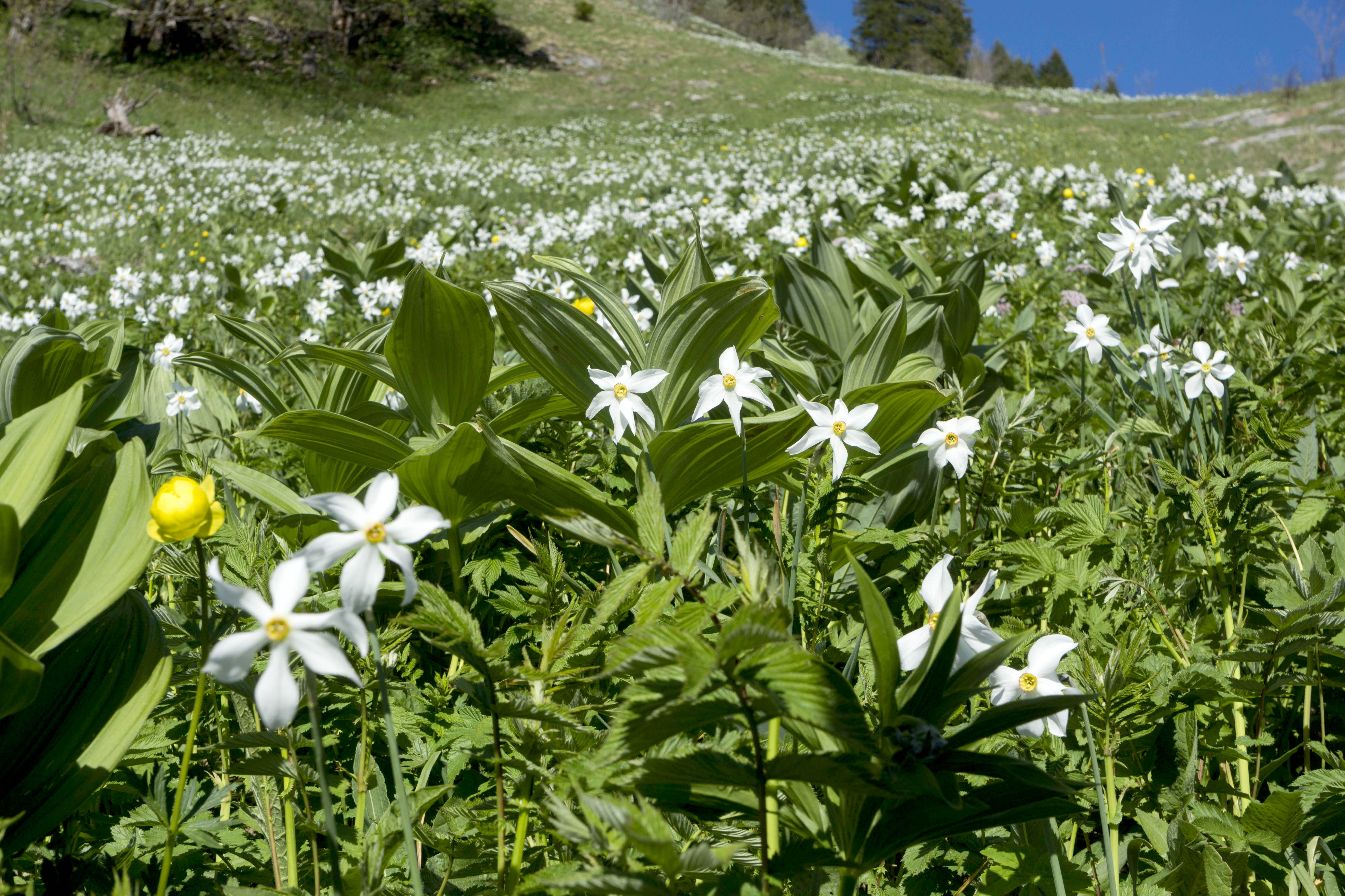 Menacées de disparition, les narcisses sauvages sont recensées dans le canton de Vaud  