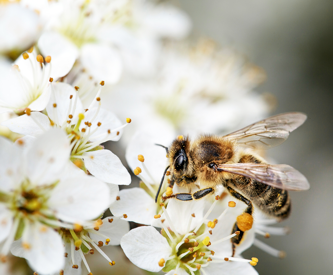 Une initiative populaire veut sauver les abeilles, papillons et coléoptères menacés d’extinction 