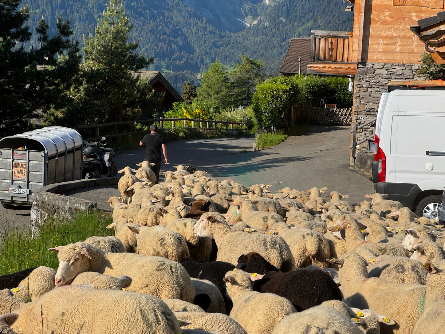 Cette saison encore, la menace du loup plane sur les bergers et leurs moutons