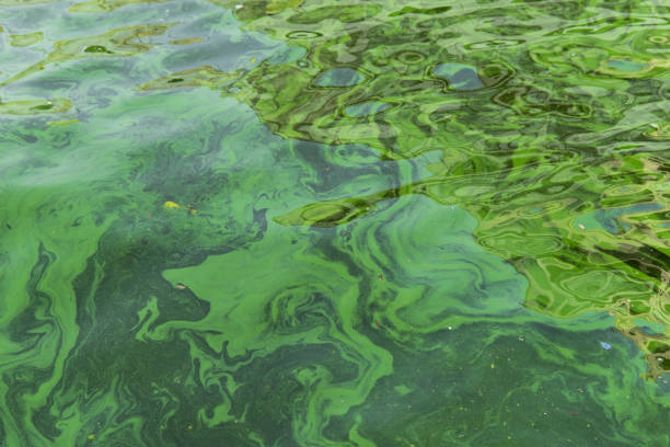 Les cyanobactéries prolifèrent avec la chaleur: les autorités appellent à la prudence