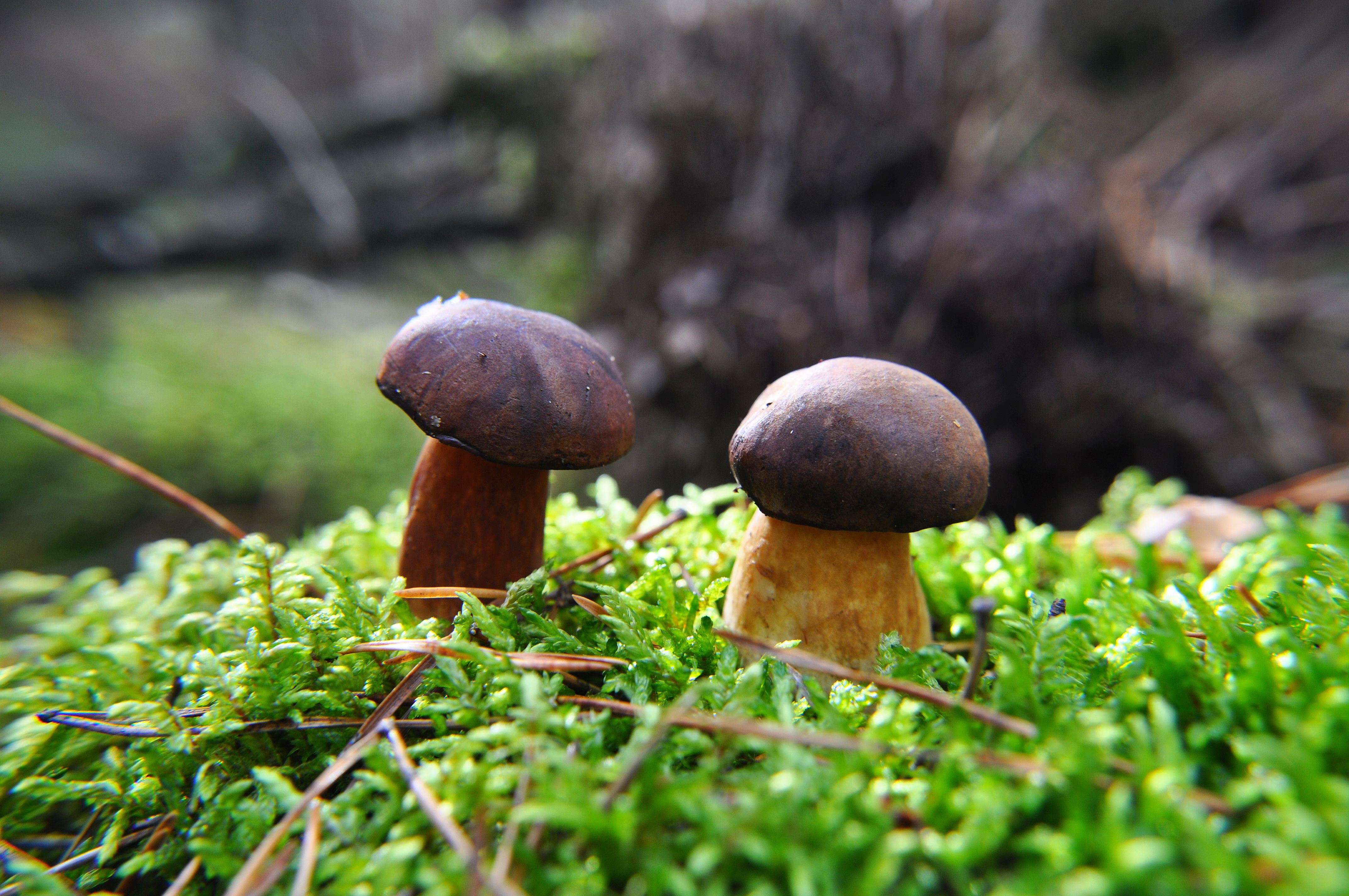 Les champignons se font discrets avec cet été caniculaire