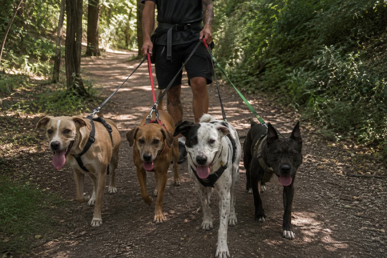 https://radiochablais.ch/images/2026/08/14/chiens1.jpg