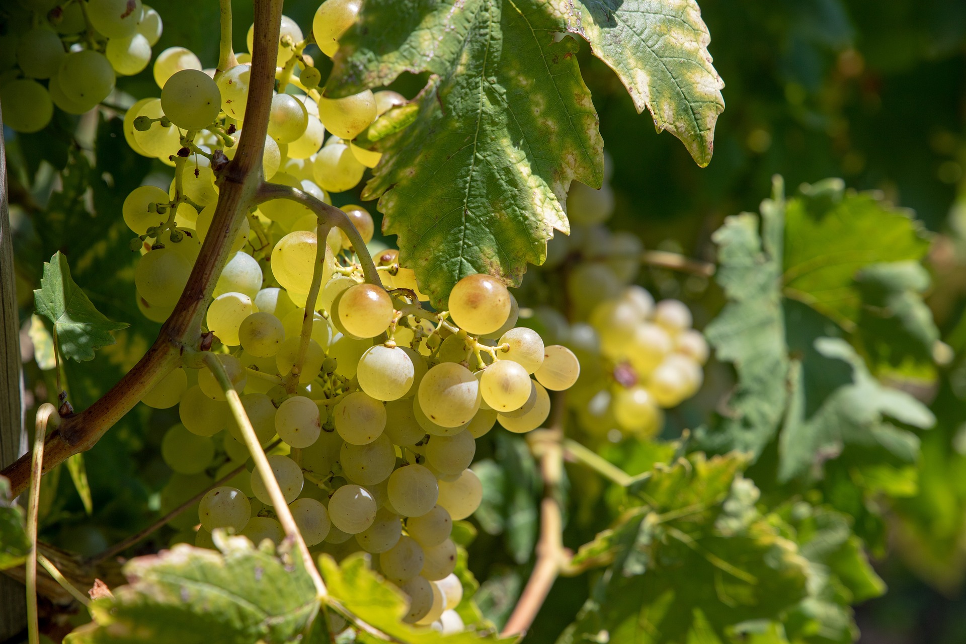https://radiochablais.ch/images/2026/08/21/vendanges.jpg