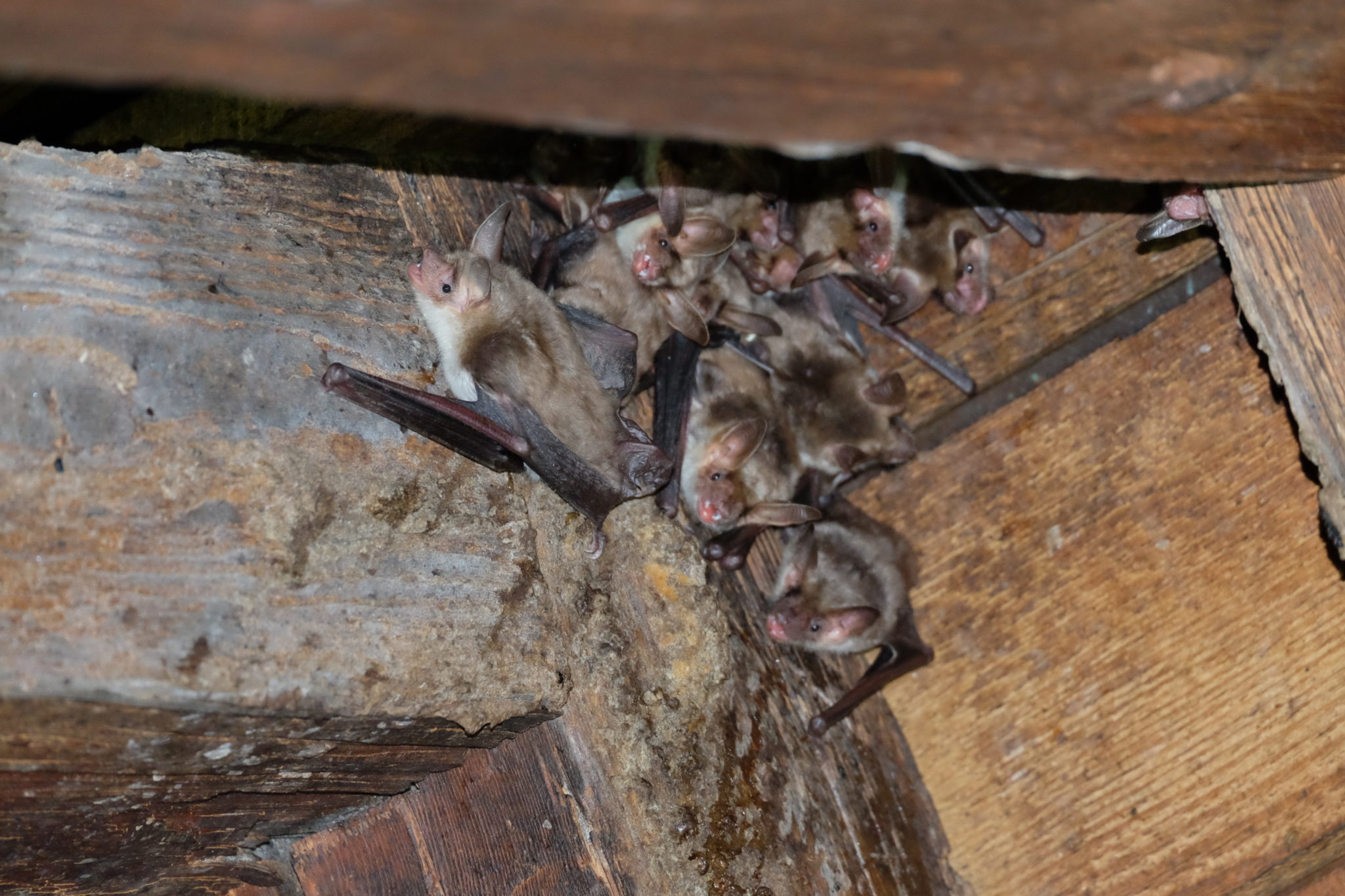 Vernayaz: les chiroptères font leur retour lors de la nuit des chauves-souris