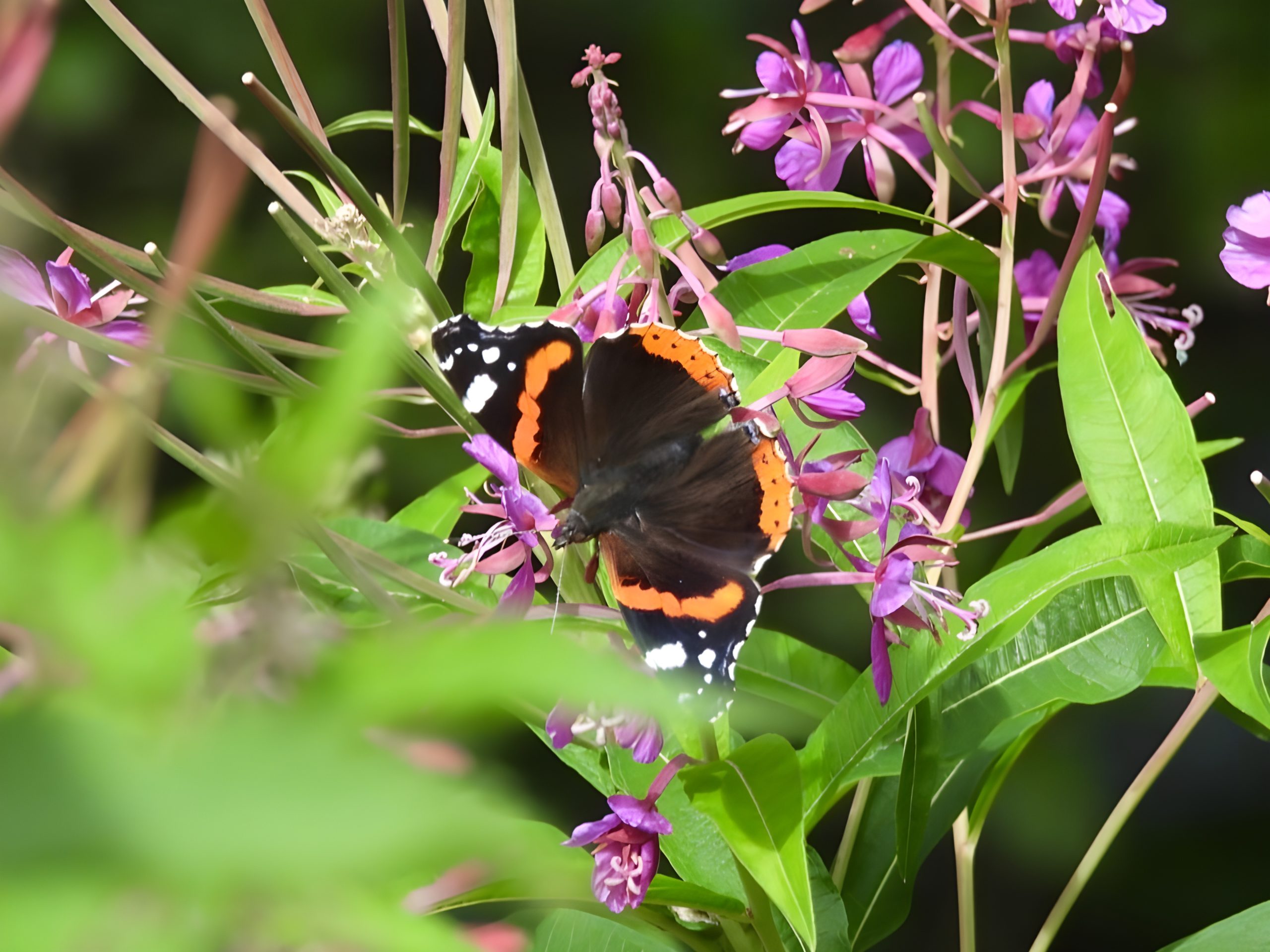 Chablais vaudois : des corridors à papillons pour faire prospérer la biodiversité
