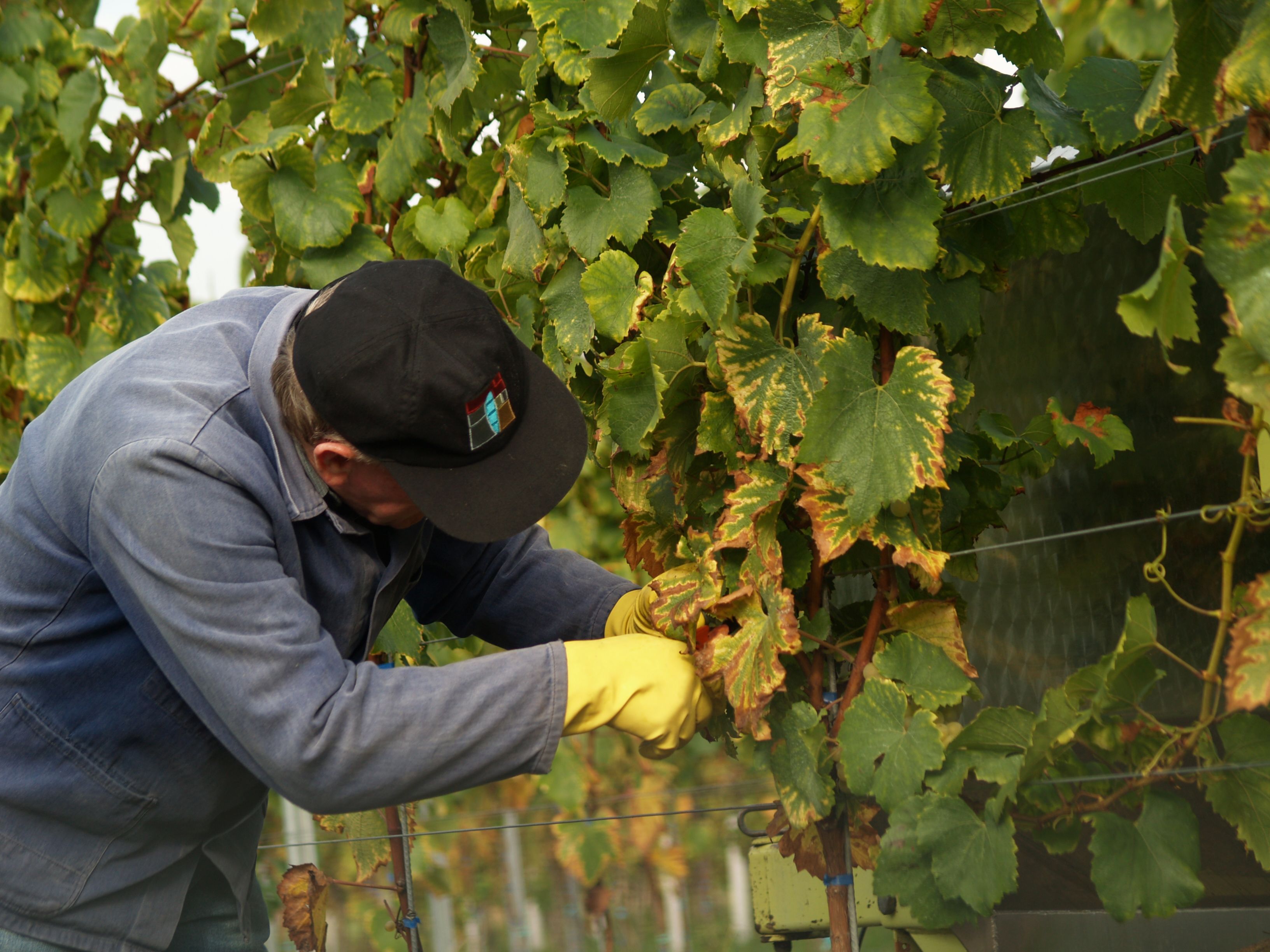 Chablais: Les caves de la région annoncent un bilan exceptionnel des vendanges 2026