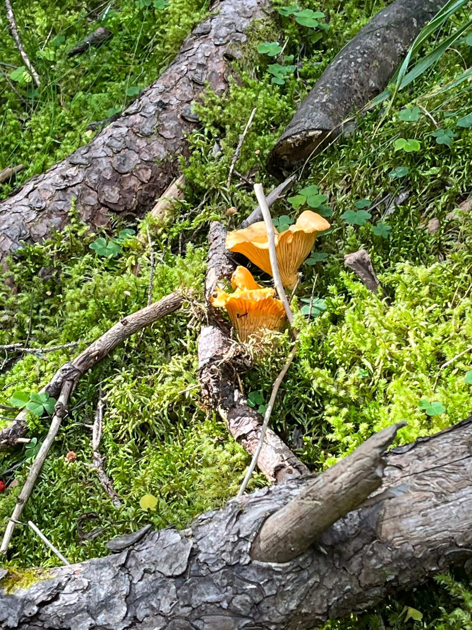 chanterelle